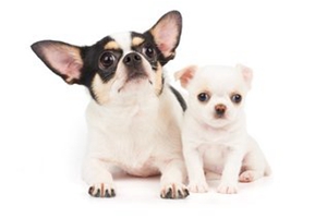 如何飼養(yǎng)吉娃娃