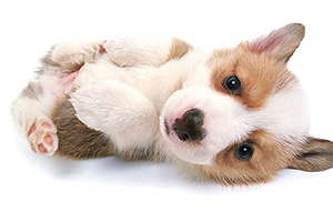 柯基耳朵怎么清理