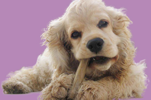 可卡犬怎么養(yǎng)