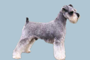 雪納瑞犬怎么養(yǎng)