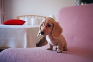 臘腸犬怎么飼養(yǎng)