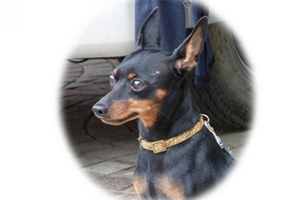 小鹿犬吃什么補鈣