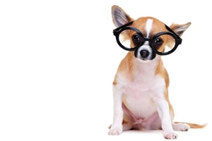 養(yǎng)吉娃娃的注意事項有哪些