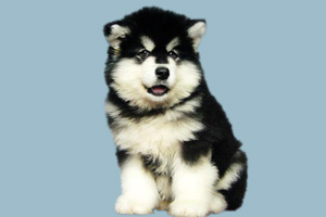 小阿拉斯加犬怎么養(yǎng)