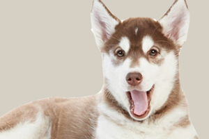 哈士奇吃什么食物好