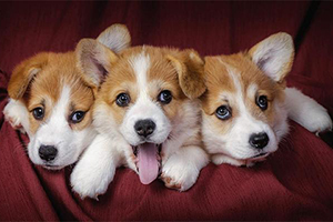 柯基怎么養(yǎng)好