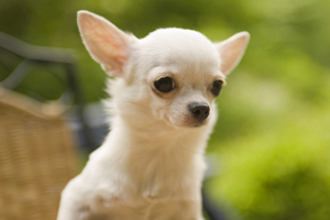 吉娃娃狗怎么養(yǎng)