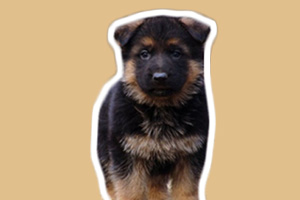 德牧幼犬喂養(yǎng)技巧有哪些