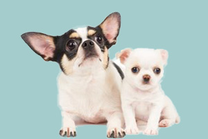 吉娃娃吃什么好