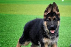 德國牧羊犬幼犬怎么養(yǎng)