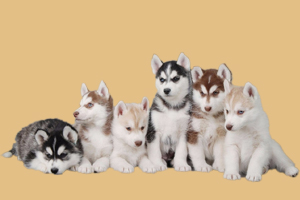 哈士奇飼養(yǎng)方法