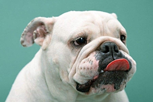 養(yǎng)斗牛犬注意事項有哪些