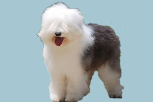 古牧犬怎么養(yǎng)