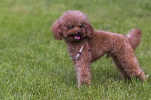 泰迪狗吃什么對毛好