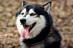 哈士奇喂養(yǎng)指南