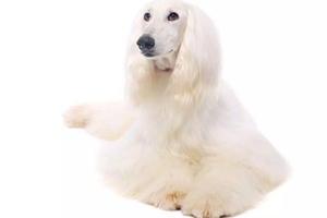 阿富汗獵犬如何護毛
