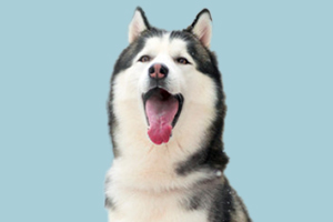 哈士奇怎么養(yǎng)胖