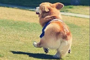 養(yǎng)柯基需要準備什么