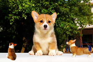 柯基掉毛嚴(yán)重怎么辦