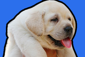 拉布拉多幼犬吃什么好