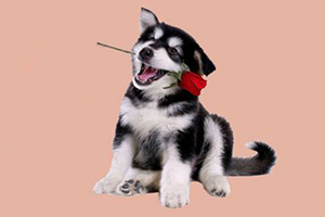 哈士奇幼犬飼養(yǎng)方法