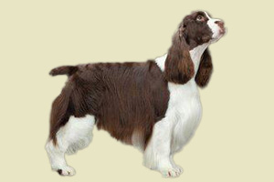 史賓格犬怎么變胖