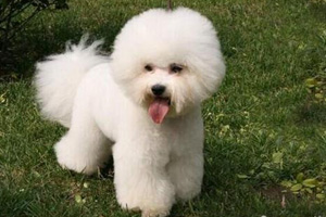 比熊犬不能吃什么食物