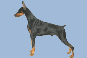 曼徹斯特梗優(yōu)缺點(diǎn)有哪些