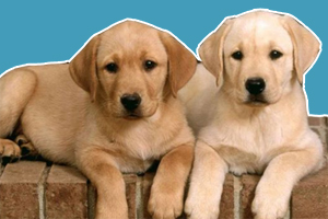 拉布拉多和金毛區(qū)別