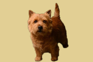 羅威士梗優(yōu)缺點是什么