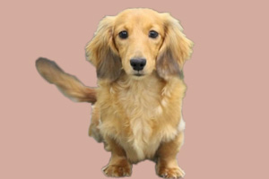 長毛臘腸犬優(yōu)缺點(diǎn)是什么