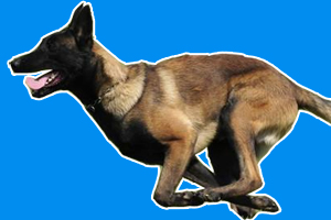 馬犬的優(yōu)點和缺點是什么