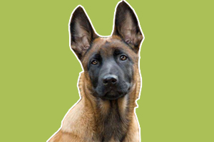 馬犬標(biāo)準(zhǔn)是什么