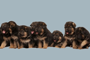 德牧幼犬怎么看純不純