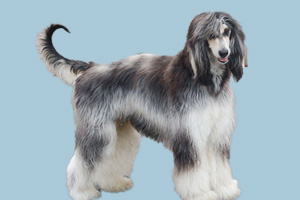 阿富汗犬性格怎么樣