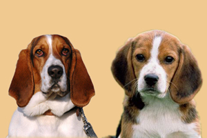 巴吉度和比格區(qū)別是什么