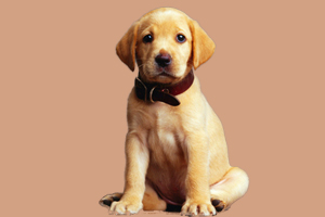 拉布拉多犬性格特征