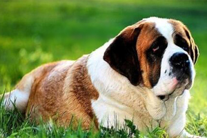 圣伯納德犬的特點(diǎn)有哪些