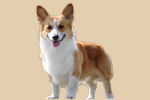 買狗的注意事項有哪些