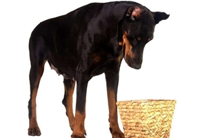 杜賓犬的缺點(diǎn)是什么