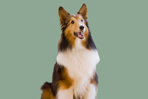 喜樂(lè)蒂犬的優(yōu)缺點(diǎn)是什么