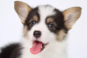 柯基三通什么意思