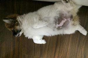 小狗狗如何分公母