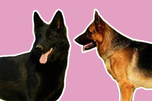 東德與西德牧羊犬區(qū)別是什么