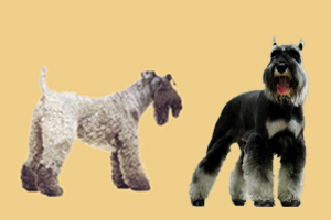 凱利藍(lán)梗和雪納瑞區(qū)別是什么