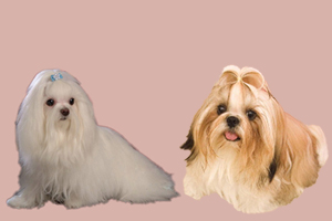 馬爾濟(jì)斯犬和西施犬的區(qū)別是什么