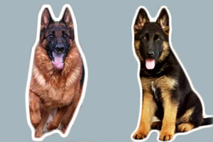 昆明犬和德牧的區(qū)別有哪些