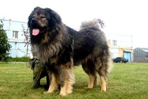 高加索犬的性格怎么樣