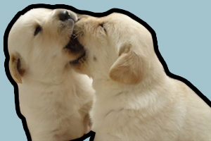 拉布拉多犬和金毛的區(qū)別