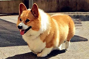 柯基犬怎么看純不純